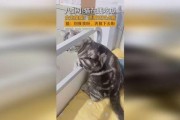 吃瓜少女猫娱乐